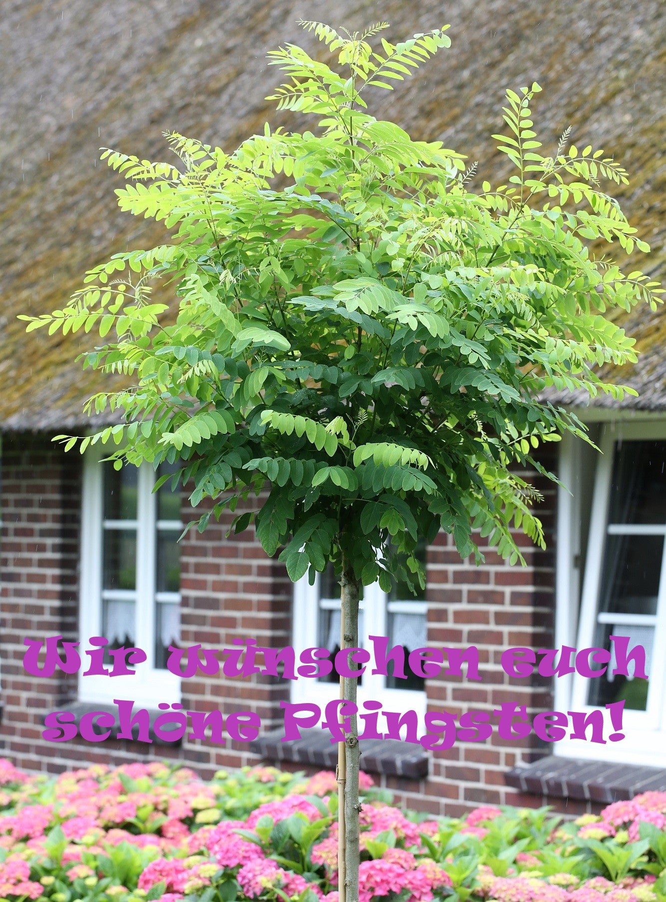 Robinie, Robinia Umbraculifera, Kugelrobinie, 180-190 cm, Kugelakazie mit Stamm