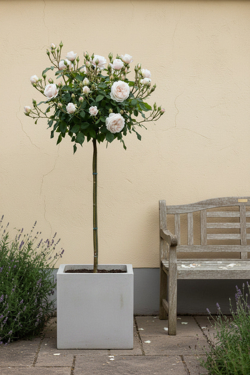 Rosa 'Sweet Romanza' Hochstamm 170–180 cm | Stammhöhe 110 cm | Weiß blühende Duftrose | Winterhart | Edelrose im Topf