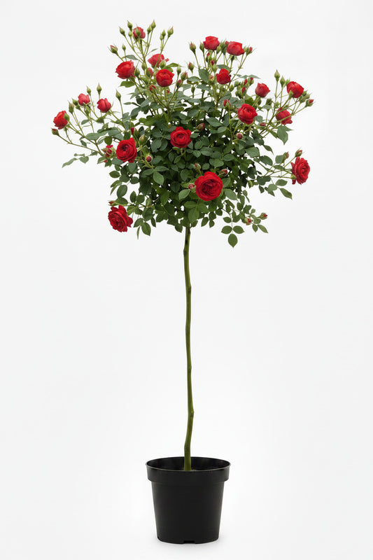 Rosa ‘Manora’ Hochstamm 170–180 cm | Stammhöhe 110 cm | Rot blühende Edelrose | Winterhart | Duftrose im Topf