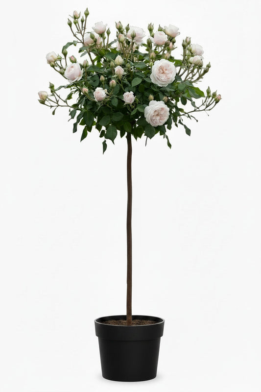 Rose 'Sweet Romanza' Hochstamm 170–180 cm | Stammhöhe 110 cm | Weiß blühende Duftrose | Winterhart | Edelrose im Topf