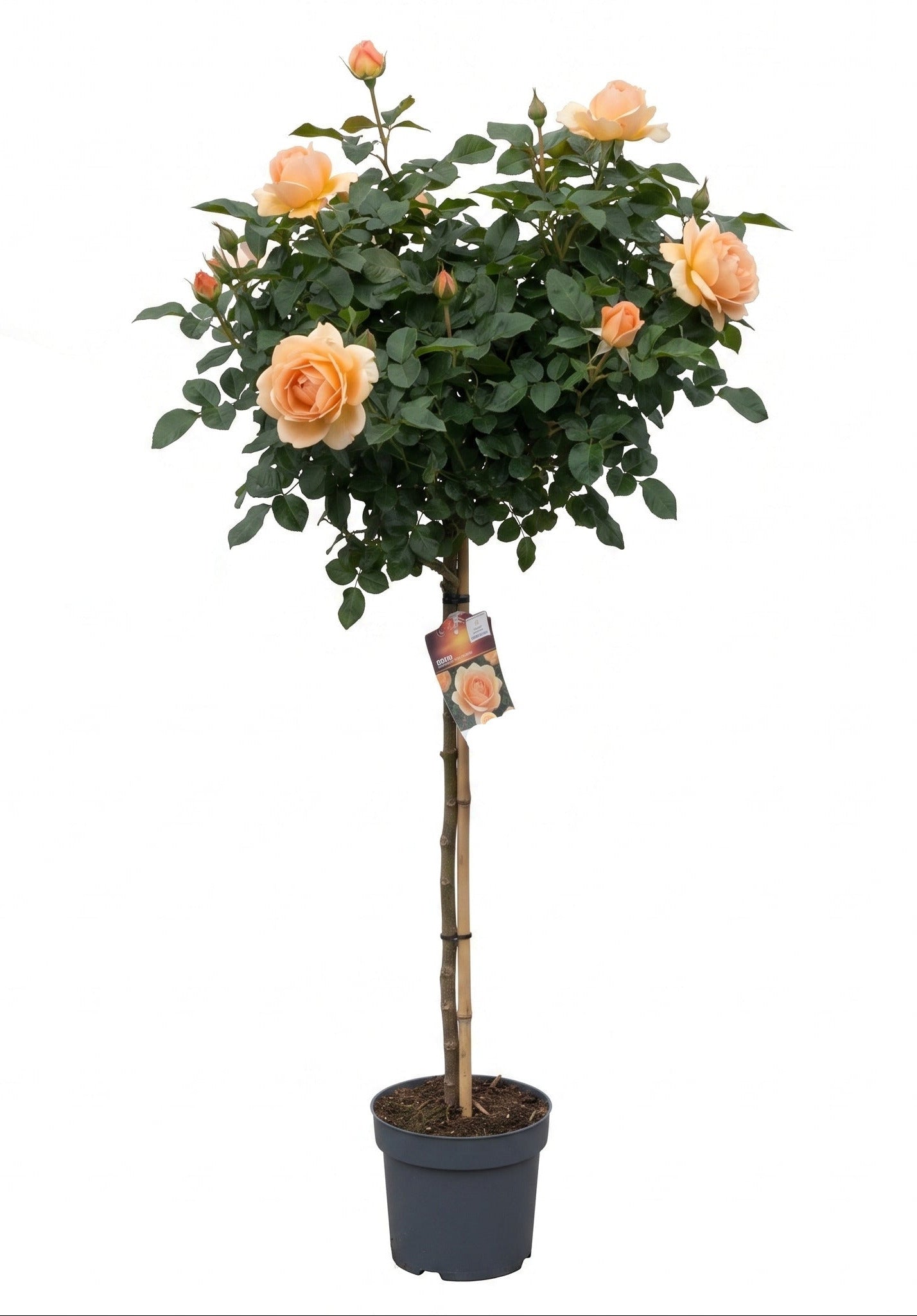 Rose 'Hansestadt Rostock'® 170-180 cm - Rosen Hochstamm – Apricotfarben