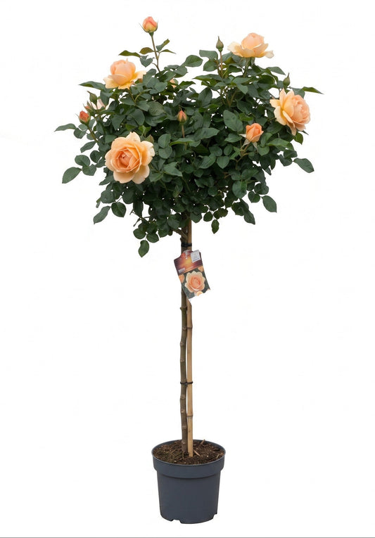 Rose 'Hansestadt Rostock'® 170-180 cm - Rosen Hochstamm – Apricotfarben