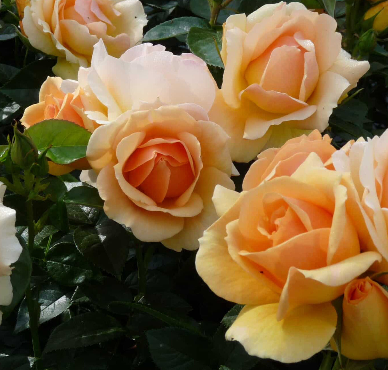 Rose 'Hansestadt Rostock'® 170-180 cm - Rosen Hochstamm – Apricotfarben
