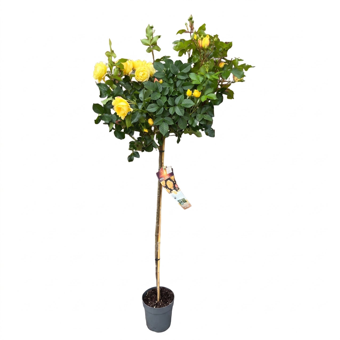 Rosenstamm Lampion® - 170-180 cm – Gelbe Edelrose auf Stamm – Winterhart, öfterblühend, reichblühend – Rosenstämmchen für Garten, Terrasse, Balkon und Kübel