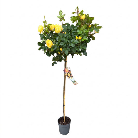 Rosenstamm Lampion® - 170-180 cm – Gelbe Edelrose auf Stamm – Winterhart, öfterblühend, reichblühend – Rosenstämmchen für Garten, Terrasse, Balkon und Kübel