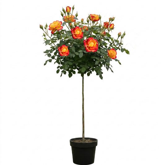 Rosa ‘Mein München’ Hochstamm 170–180 cm | Stammhöhe 110 cm | Orange-gelb blühende Duftrose | Winterhart | Edelrose im Topf