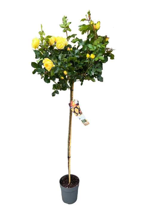 Rosenstamm Lampion® - 170-180 cm – Gelbe Edelrose auf Stamm – Winterhart, öfterblühend – Rosenstämmchen für Garten, Terrasse, Balkon und Kübel