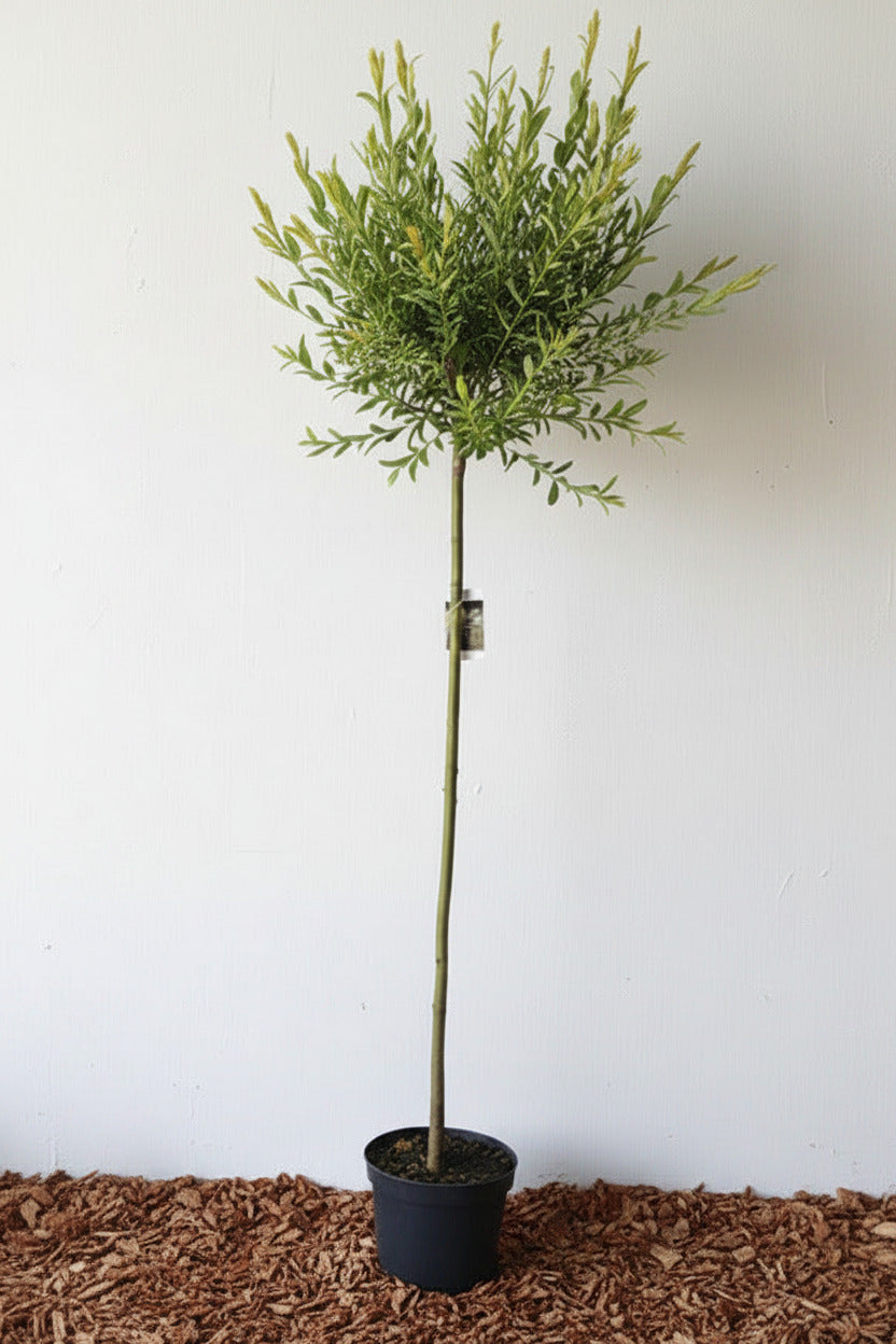 Salix Hakuro Nishiki, Höhe 170-180 cm, Harlekinweide, weiß-grünes Blatt, Japanische Weide