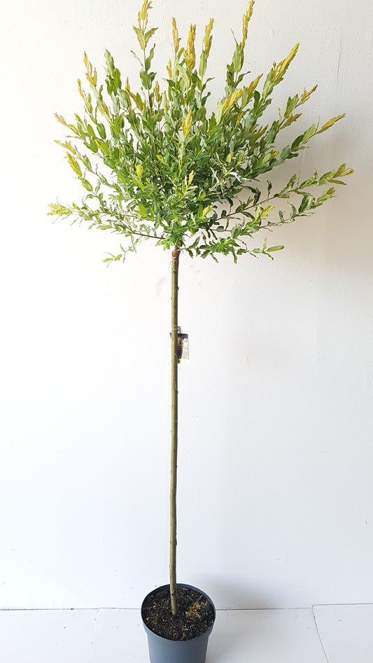 Salix Hakuro Nishiki, Höhe 170-180 cm, Harlekinweide, weiß-grünes Blatt, Japanische Weide