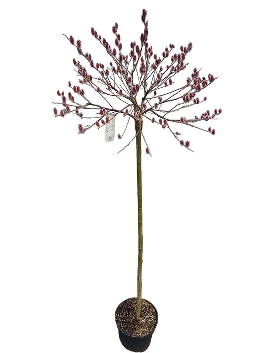 Salix gracilistyla Mount Aso – Rosa Salweide Hochstamm 170–180 cm – winterharte Zierweide mit rosa Kätzchen