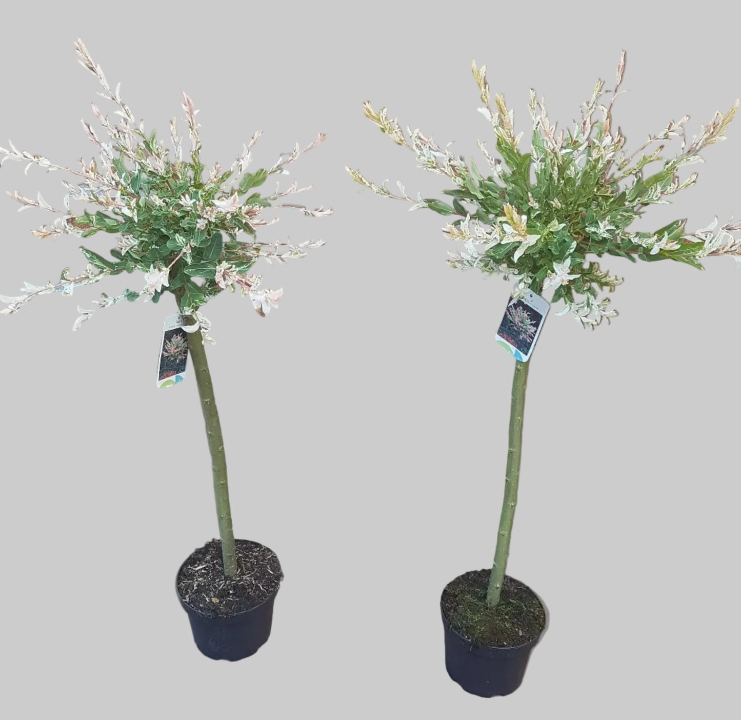2x Harlekinweide Hakuro Nishiki – Hochstamm mit weiß-rosa Austrieb, 110–120 cm
