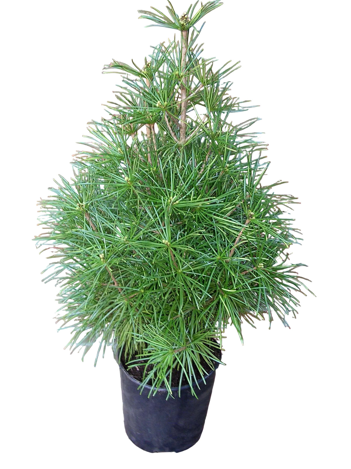 Schirmtanne 70–80 cm – Sciadopitys verticillata – immergrüne, winterharte Konifere