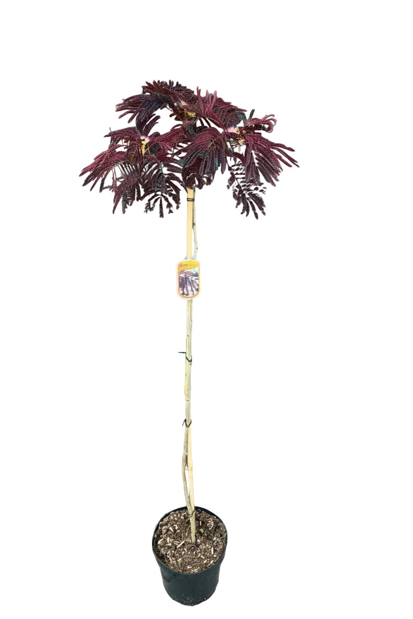 Seidenbaum /Schlafbaum Hochstamm 160-170 cm - Albizia julibrissin 'Summer Chocolate'