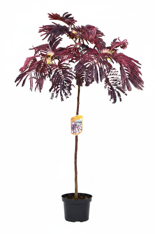 Seidenbaum /Schlafbaum Hochstamm 160-170 cm - Albizia julibrissin 'Summer Chocolate'