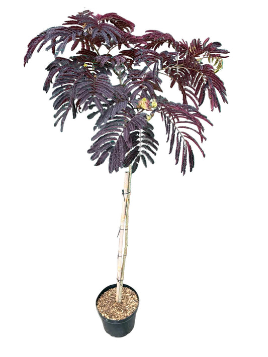 Seidenbaum/ Schlafbaum / Schokoladenbaum Stämmchen, Albizia julibrissin 'Summer Chocolate' –  120-130 cm