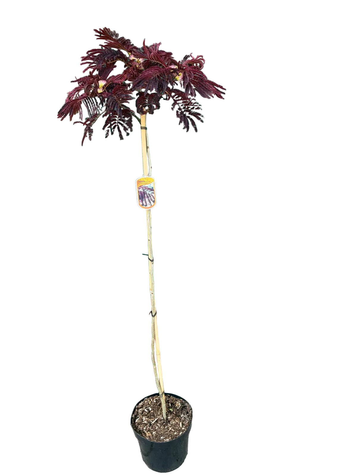 Seidenbaum /Schlafbaum Hochstamm 160-170 cm - Albizia julibrissin 'Summer Chocolate'