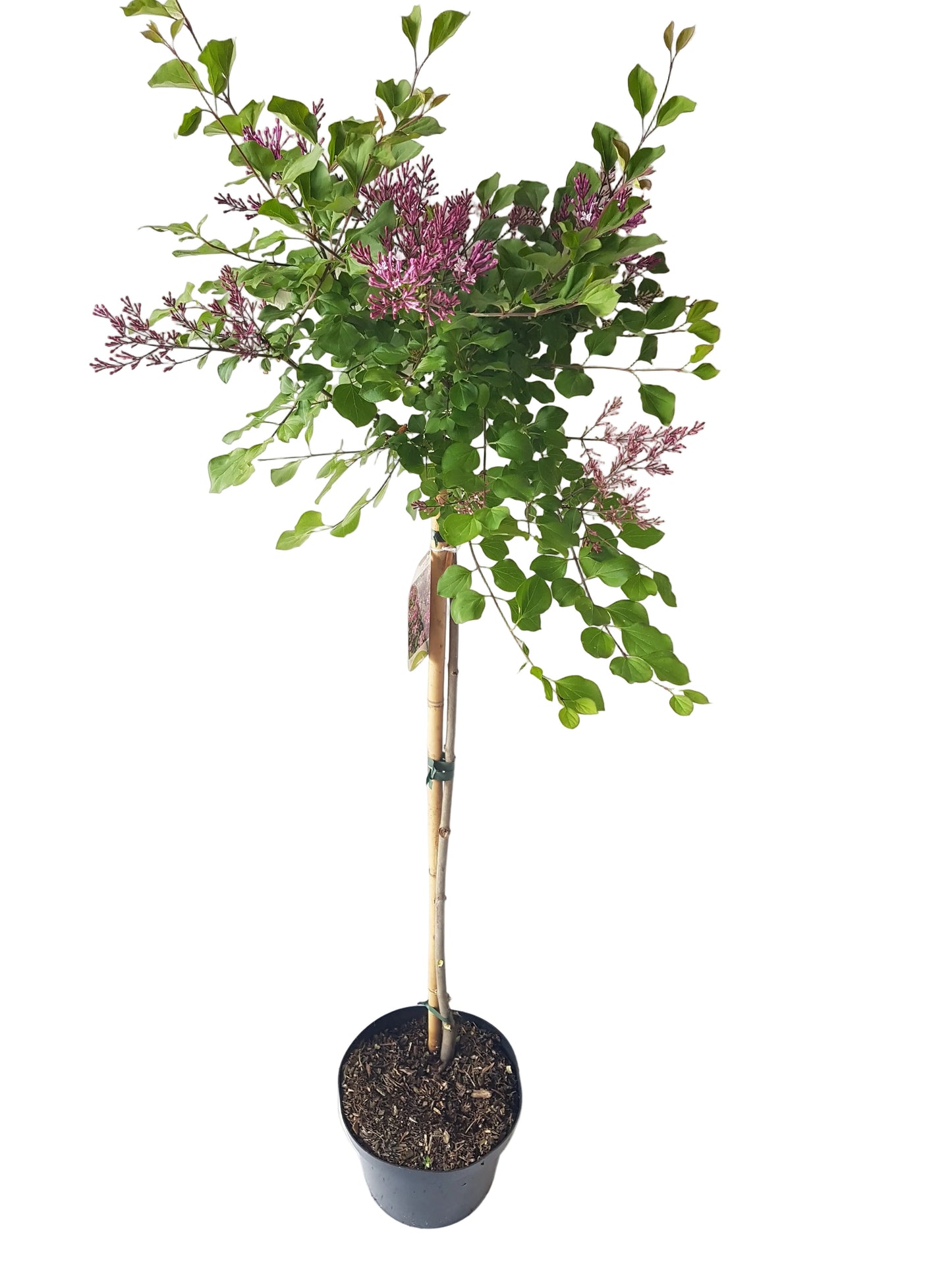 Zwerg Duft-Flieder Stämmchen „Palibin“ 120-130 cm – Winterhartes Zierstämmchen mit duftenden Blüten | Syringa meyeri Palibin