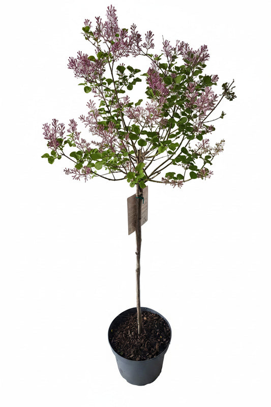 Syringa meyeri "Palibin", Zwerg Duft-Flieder -Hochstamm, Gesamthöhe: 170-180 cm, Stammhöhe: 120 cm