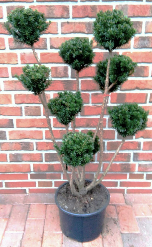Taxus media "Hicksii" – Gartenbonsai, Becher-Eibe, Höhe inkl. Topf: 120 cm