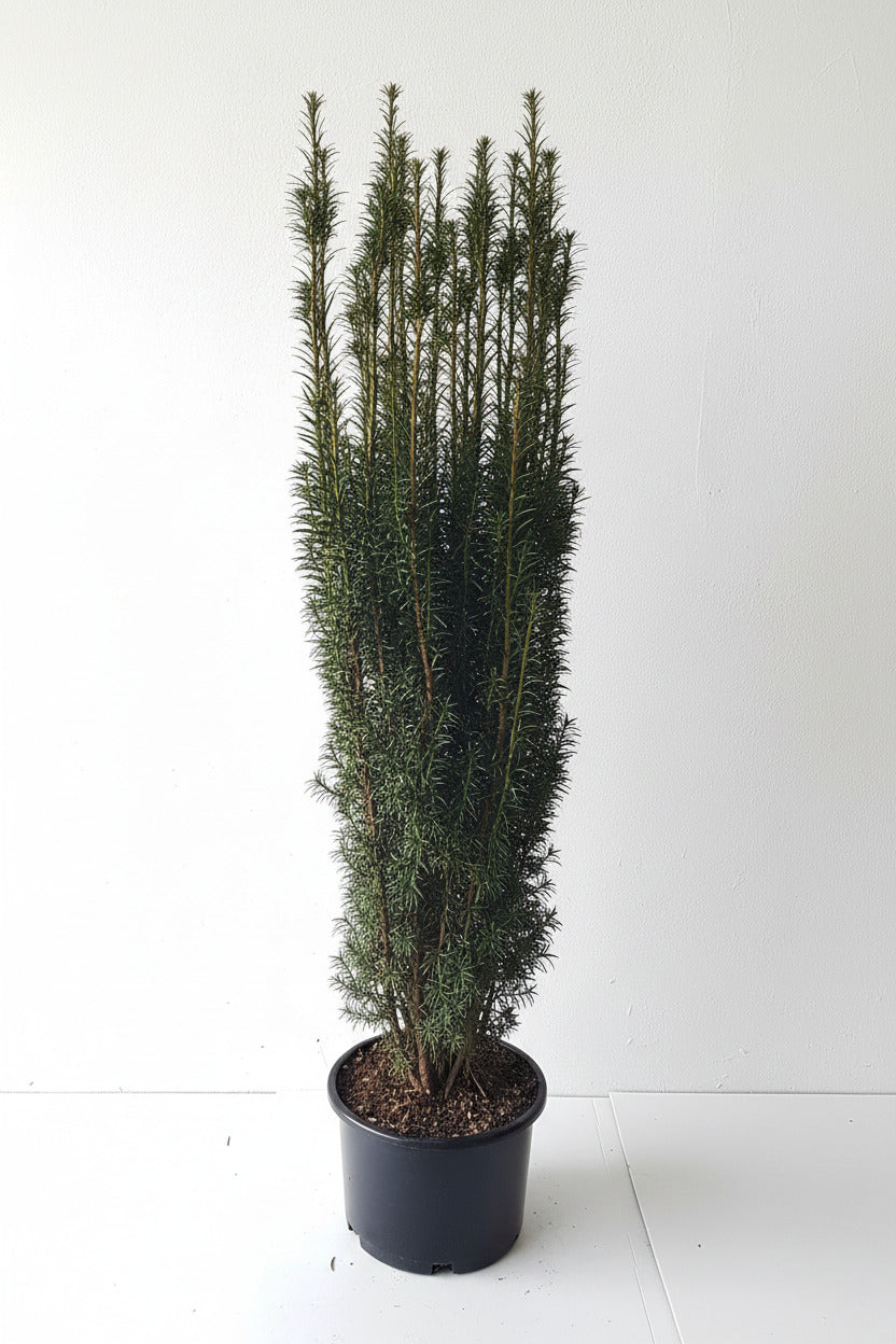 Säuleneibe Taxus baccata 'Fastigiata Robusta' 140-150 cm – immergrün, winterhart, schmale Eibe