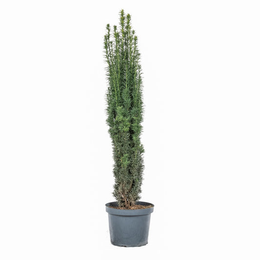 Säuleneibe – Taxus baccata Fastigiata Robusta – Elegant, immergrün & winterhart – 140–150 cm