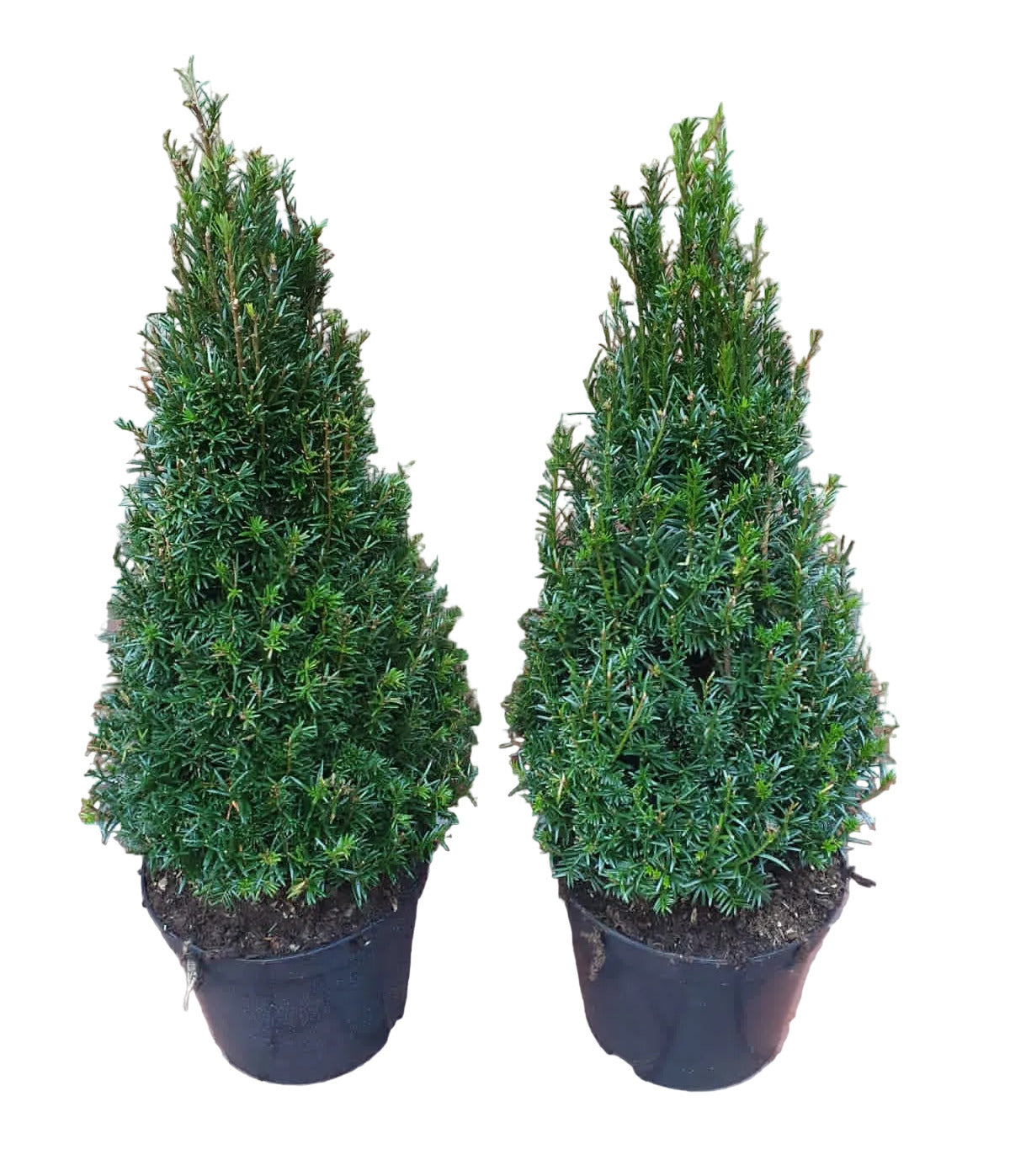 2x Taxus baccata Kegel – 80–90 cm inkl. Topf – winterharte Eibe – immergrüne Kegelform für Garten & Eingang