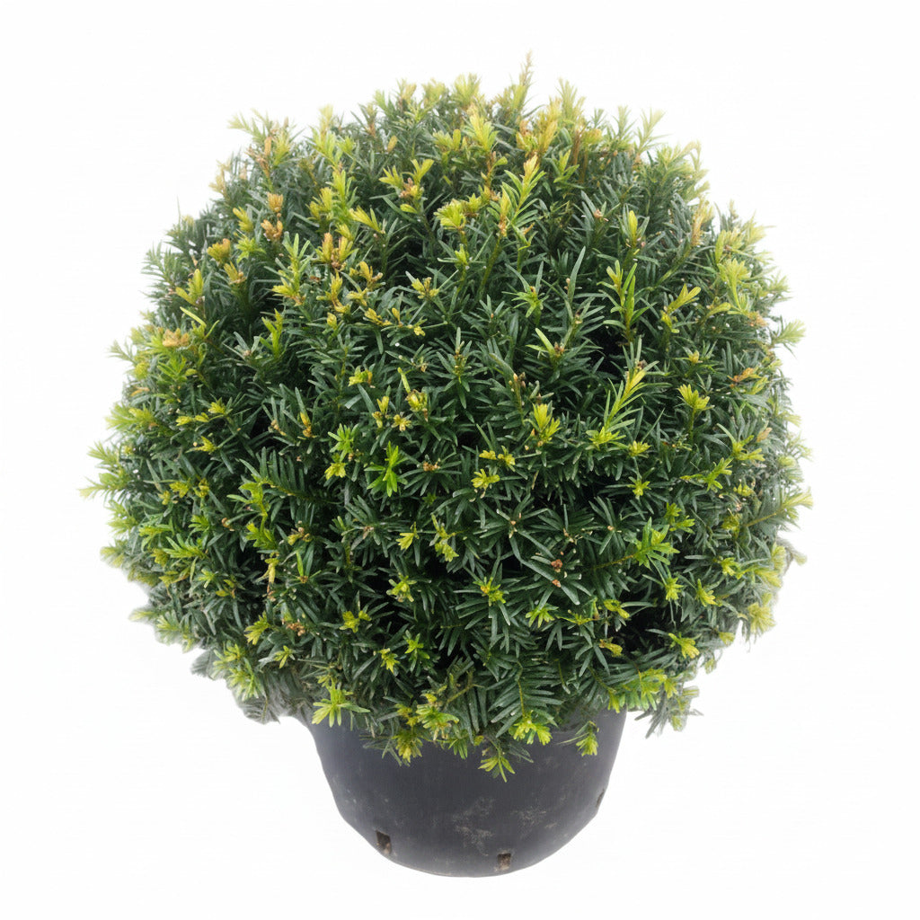 2 Eiben Kugeln – Taxus baccata, Kugeleibe 30–35 cm | Immergrün & Winterhart