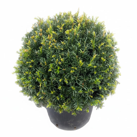 2 Eiben Kugeln – Taxus baccata, Kugeleibe 30–35 cm | Immergrün & Winterhart