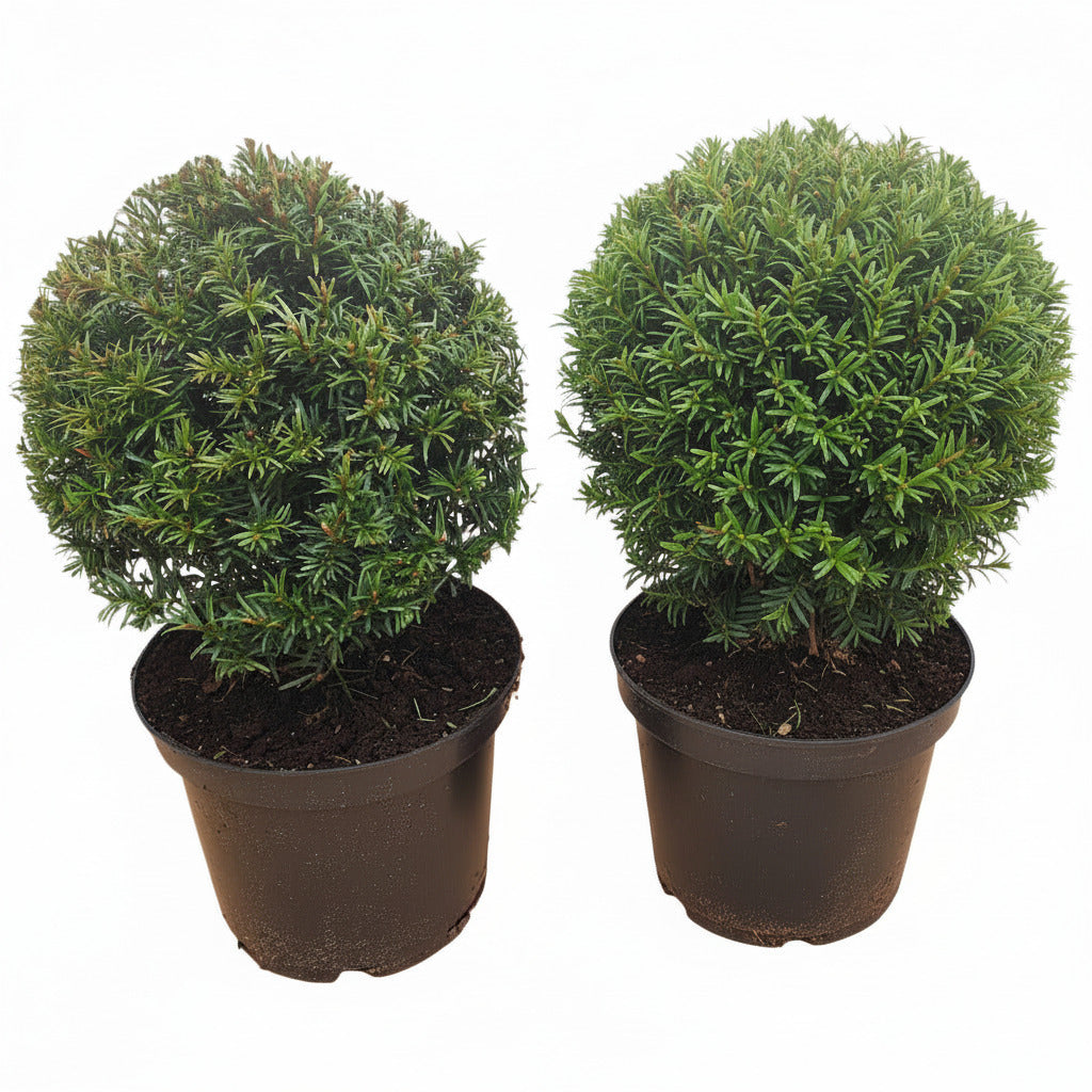 2 Eiben Kugeln – Taxus baccata, Kugeleibe 30–35 cm | Immergrün & Winterhart
