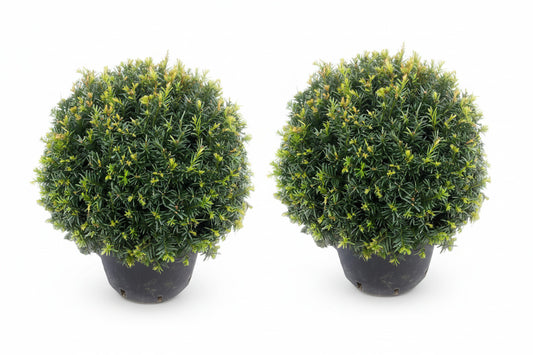 2 Eiben Kugeln – Taxus baccata, Kugeleibe 30–35 cm | Immergrün & Winterhart