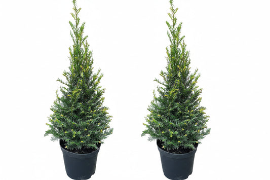 2x Taxus baccata Kegel – 80–90 cm inkl. Topf – winterharte Eibe – immergrüne Kegelform für Garten & Eingang