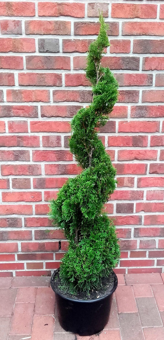Thuja Smaragd Spirale – 160–170 cm im Topf – immergrüne Edelthuja Formpflanze winterhart