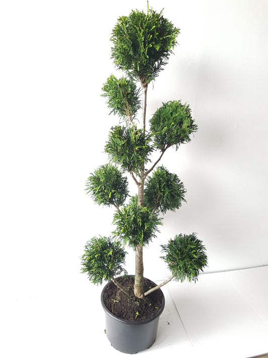 Gartenbonsai Thuja 'Martin' 140–150 cm – immergrün, winterhart, Formschnitt Bonsai, Konifere für Garten & Terrasse