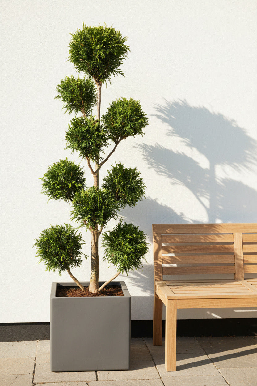 Gartenbonsai Thuja 'Martin' 140–150 cm – immergrün, winterhart, Formschnitt Bonsai, Konifere für Garten & Terrasse
