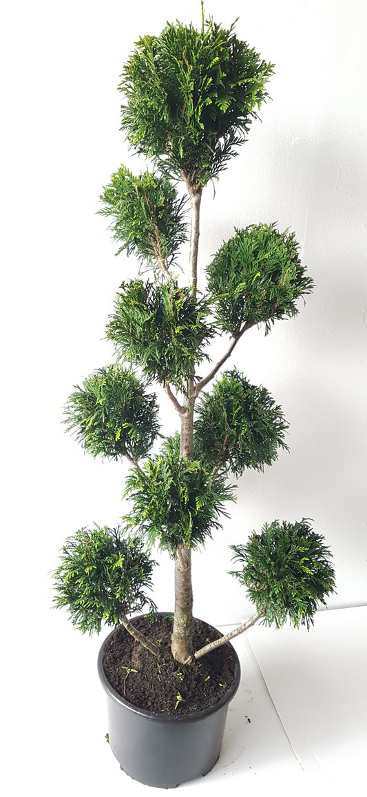 Gartenbonsai Thuja 'Martin' 140–150 cm – immergrün, winterhart, Formschnitt Bonsai, Konifere für Garten & Terrasse