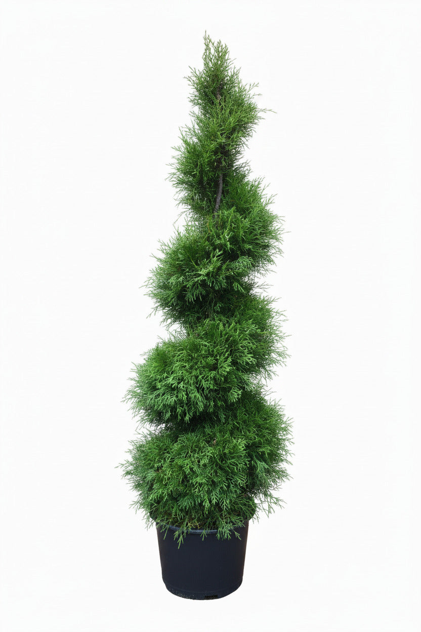 Thuja Smaragd Spirale – 160–170 cm im Topf – immergrüne Edelthuja Formpflanze winterhart