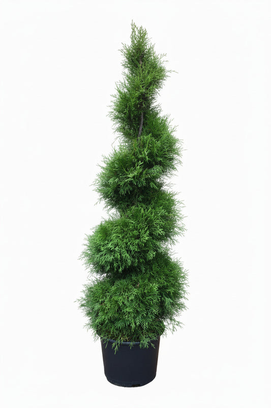 Thuja Smaragd Spirale – 160–170 cm im Topf – immergrüne Edelthuja Formpflanze winterhart