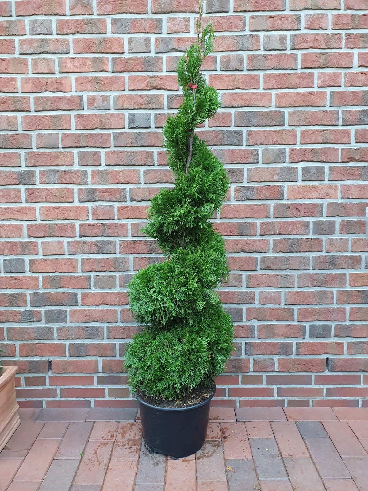 Thuja Smaragd Spirale – 160–170 cm im Topf – immergrüne Edelthuja Formpflanze winterhart