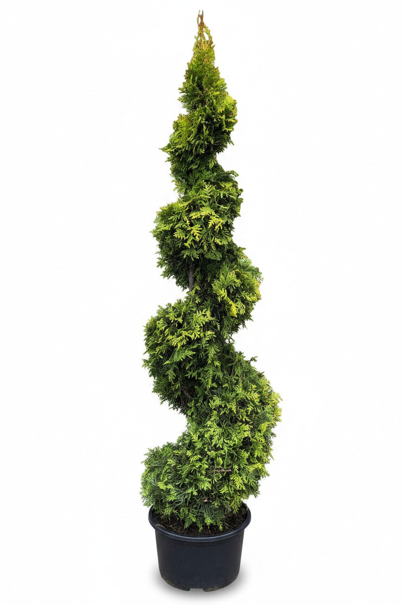 Thuja occidentalis 'Golden Brabant' Spirale 160–170 cm – Goldene Edelthuja Formpflanze