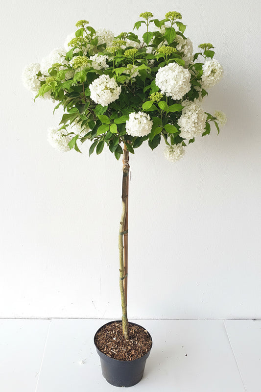 Viburnum 'Eskimo' - Schneeball Hochstamm - weiß blühend -  170-180 cm - Winterhart & duftend