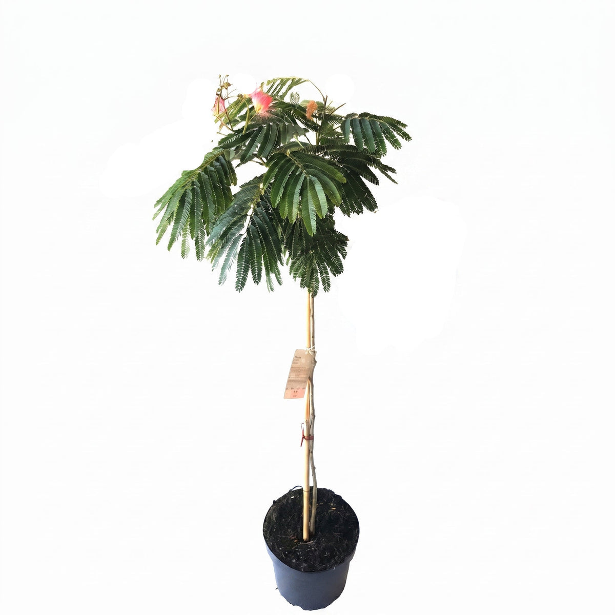 Albizia julibrissin 'Ombrella' – Seidenbaum, Schlafbaum 120-130 cm