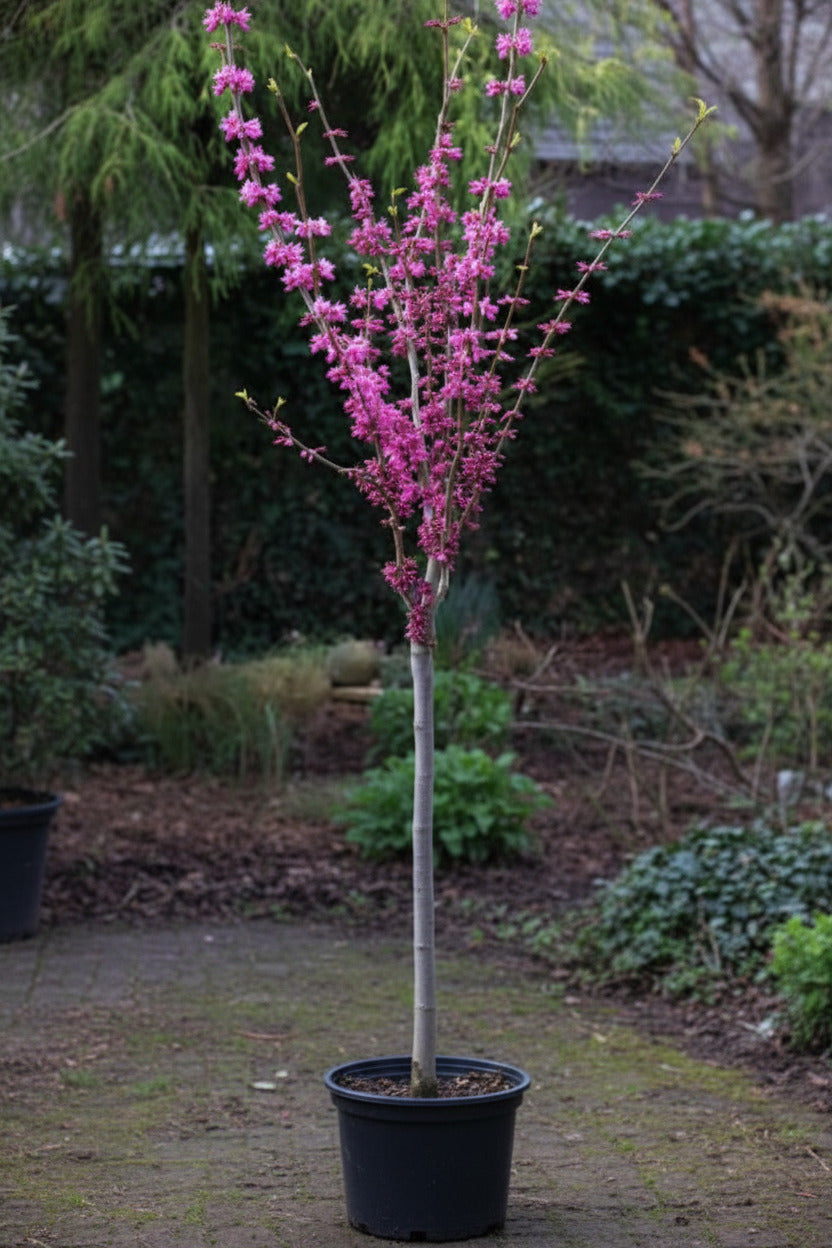 Cercis chinensis 'Avondale', Chinesischer Judasbaum Hochstamm 150–160 cm, Stammhöhe 100 cm, pinke Blüten, winterhart
