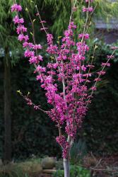 Cercis chinensis 'Avondale', Chinesischer Judasbaum Hochstamm 150–160 cm, Stammhöhe 100 cm, pinke Blüten, winterhart