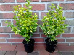 Goldliguster Heckenpflanzen Set | Ligustrum ovalifolium Aureum | 20 Pflanzen | 40-50 cm