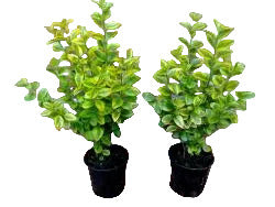 Goldliguster Heckenpflanzen Set | Ligustrum ovalifolium Aureum | 20 Pflanzen | 40-50 cm