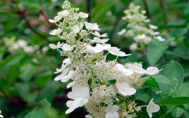 Rispenhortensie 'Kyushu' Stamm 170-180 cm – Hydrangea paniculata Kyushu – Weiße Blütenrispen – Winterhart – Solitärpflanze