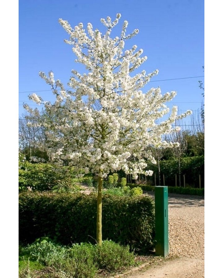 Malus 'Evereste' – Zierapfel mit prachtvoller Blüte und dekorativen Früchten 180-190 cm