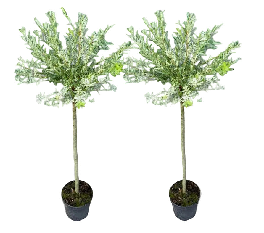 2x Harlekinweide Hakuro Nishiki – Salix Stämmchen mit weiß-rosa Austrieb - 140–150 cm