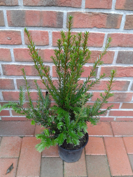 Taxus baccata, europäische Eibe, Heckenpflanzen (Höhe: 60-80 cm)