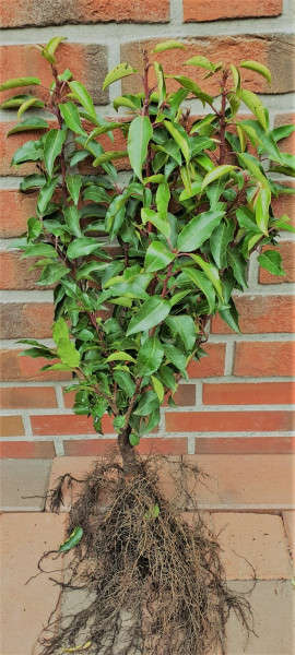 Lorbeerkirsche - Prunus lusitanica Angustifolia (Höhe: 50-60 cm - wurzelnackt)